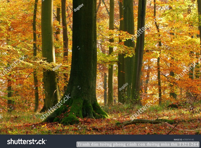 Tranh dán tường phong cảnh con đường mùa thu T321-264